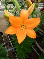 [5106 Pavello VH No02.JPG]